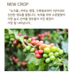 라이프빈 에티오피아 아리차 워시드 예가체프 G1 500g 원두커피 : 라이프빈