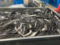 고창 선운산 국산 자포니카 풍천장어 장어 500g 민물장어 : 황가네 풍천장어