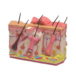 미국 피부모형 정상과 화상피부 G380 : 위너메디칼