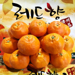 제주 고당도 레드향 5kg 선물포장 : 나영이네 농장