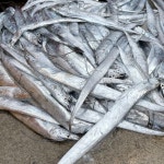 15kg 생갈치 소금간 기장 갈치젓갈 - 풀치 갈치젓 육젓 액젓 김장 부산 대변항 : 기장 2번할매 - 미역멸치