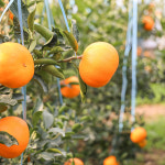 보목웰빙농장 새콤달콤 천혜향5KG : 제주 보목웰빙농장