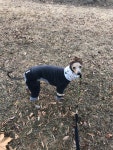 [홍바비앙] 이탈리안그레이하운드 올인원 (스누드형) : 홍바비앙