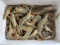 2021 국내산 왕새우 전라남도 대하 500g 16-18미 1kg 32-34미 흰다리새우 생물 제철 활새우 자연산 : 영광청년