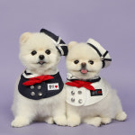 고양이 강아지 세라 명찰 스카프 : 펫츠앤미스토어