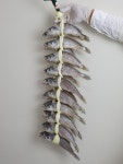 법성포 영광굴비 20미 2.1kg 선물세트 국내산 밥반찬 집반찬 참조기 맛좋은 굴비구이 : 행복이넘치는상점