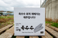 소문난 청정 제주산 초당옥수수 : 준서네 농장