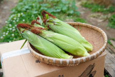 소문난 청정 제주산 초당옥수수 : 준서네 농장