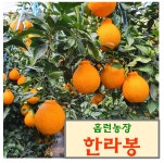 한라봉,홈런농장한라봉,제주한라봉,설날선물,설선물세트,과일선물,한라봉선물세트 : 홈런농장