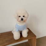 강아지옷 파스텔 뽀송 한복 원피스 / 강아지한복 : 댕숩