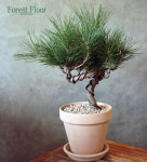 해송, 곰솔, (소나무 분재), 인테리어식물, 이태리 토분 세트, Forest Floor : Forest Floor