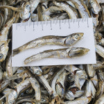 건통령 국내산 남해 상급 잘빠진 다시멸치 1.5kg : 건통령
