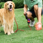 강아지똥가방 똥봉투 똥츄 애견 반려견 배변산책 가방 : 찐토끼