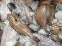 영덕 미주구리 미주구리회 1kg 구이용 국산가자미 생물가자미 물가자미회 물회 횟밥 세꼬시 : 라이빙