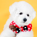 강아지 넥케이프 고양이케이프 리본 스카프 : 애플 파이