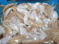 영덕 미주구리 미주구리회 1kg 구이용 국산가자미 생물가자미 물가자미회 물회 횟밥 세꼬시 : 라이빙