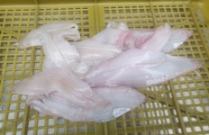 영덕 미주구리 미주구리회 1kg 구이용 국산가자미 생물가자미 물가자미회 물회 횟밥 세꼬시 : 라이빙