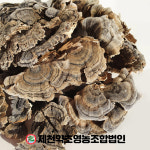 국산자연산운지버섯 500g 제천약초영농조합법인 제천약초시장 : 제천약초영농조합법인