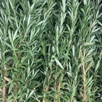 로즈마리 향 프래그런스 오일 50 100 ml 프레그런스 아로마 허브 숲 향기 : 타마캔들