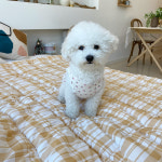 강아지 플라워 양털 누빔 조끼 애견 겨울옷 실내복 의류 (S-XL) : 멍멍스튜디오