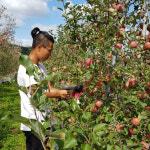 경북 청송 명품 껍질채먹는 꿀 사과 5kg 고당도 햇부사 : 송학농원