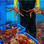 속초홍게 비품 홍게라면용 육수용 붉은대게 2kg : 팔팔농수산