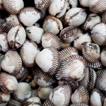 국내산 꼬막 새꼬막 1kg 중품 대품 : 열정농부