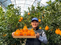 낭만파파감귤농장 특고당도 한라봉 선물세트 프리미엄과 로열과 3kg 5kg : 낭만파파감귤농장