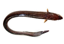 통영산 바다장어[붕장어] 1kg(2~3미) 살아있는 장어를 직접 작업한 자연산 붕장어(구이용, 내장제거 토막장어), 아나고 (※사이즈 및 중량에 따라... 