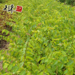 느티나무 1년 묘목 : 세종원예농원