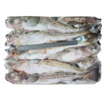 조은상사 동태 21.5kg1박스 5통20마리 7통28마리내외 코타리 명태 선동명태 베링해 : 조은푸드
