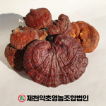 자연산 영지버섯 500g 제천약초영농조합법인 제천약초시장 : 제천약초영농조합법인