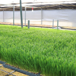 대관령청정농원 월주문 밀싹 보리싹 밀순 새싹보리 강원도 평창 유기농 상토 재배 : 대관령청정농원