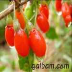 [글로벌 농장] 청양 칠갑산 구기자 500g : 글로벌 농장