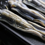 칠암식 활어회 아나고회 세꼬시 막회 붕장어 택배 350g : 달빛도마