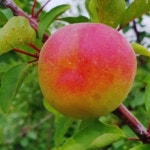 하모니 ( 플럼코트~ 자두+살구  퓨전 과수 )자연농원,묘목판매 : 옥천 자연농원