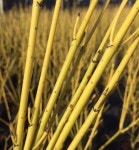 말채나무-플라버래미아(Flaviramea)-P-200 : 화성나무도매시장