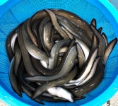 통큰수산 장어 자포니카 손질 국내산 100% 당일손질  최상급 민물장어 : 구룡포 통큰수산