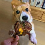 [평일 오후12시 당일출고] 오간식 원조 국내산 강아지 간식 알메추리 통메추리, 30g, 10개 : 오간식