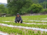 홍천도라지더덕휴게실 | 더덕 ,도라지, 깐더덕, 더덕도라지 종자 : 횡성더덕농가