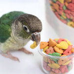 앵무새 펠렛 간식 프리티버드 과일 미디움 500g 영양제 새 모이 용품 데일리 셀렉트 : 앵무새 장난감 애니버드샵