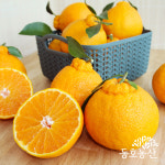 제주 동호농산 직송 한라봉 가정용 5kg : 동호농산