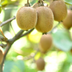 새콤달콤 국내산 그린키위 참다래 2kg 5kg : 마켓림