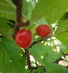 앵두나무결실주/직경 3cm 4cm /왕앵두나무/ 6월의빨간열매/분달이 : 국민원예종묘
