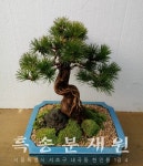 [Since1988 흑송분재원 농장직영] 소나무 도자기 분재 고급선물 승진 개업 영전 축하 취미 : 흑송분재원