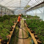 [Since1988 흑송분재원 농장직영] 소나무 도자기 분재 고급선물 승진 개업 영전 축하 취미 : 흑송분재원