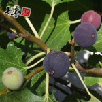 무화과나무 승정도후인 2년 묘목 : 세종원예농원