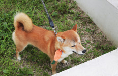 [ 하이코이누 ] 오동통 당근 강아지 반다나 / 스카프 애견 악세사리 : 하이코이누