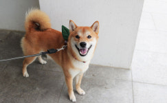 [ 하이코이누 ] 초록 나뭇잎 애견 악세사리 / 리본 : 하이코이누