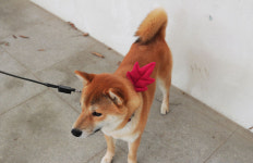 [ 하이코이누 ] 와인 한잔 단풍잎 강아지 악세사리 / 애견 리본 : 하이코이누